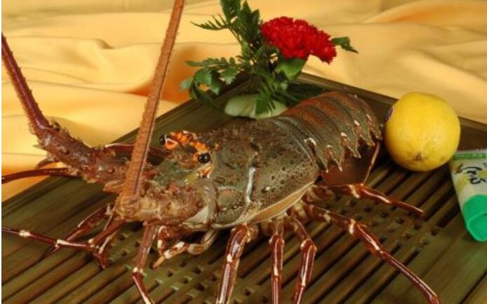 澳洲鮮活龍蝦進口報關流程介紹(澳洲龍蝦進口關稅是多少)